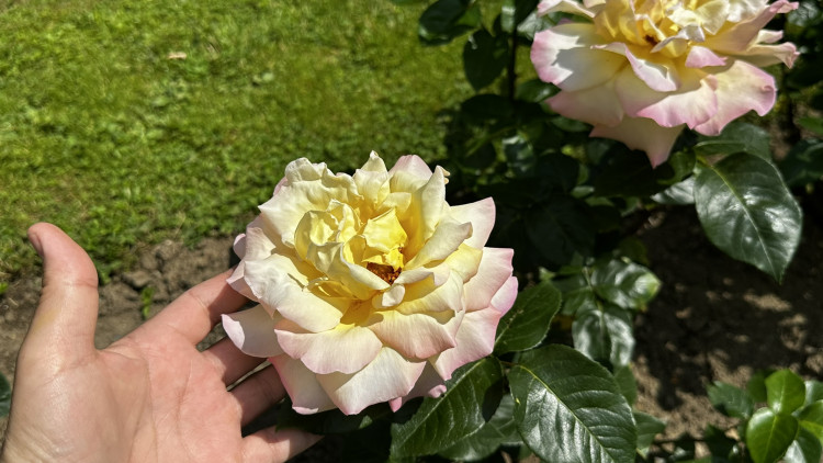 Na zámku v Nebílovech rozkvetly slavné růže