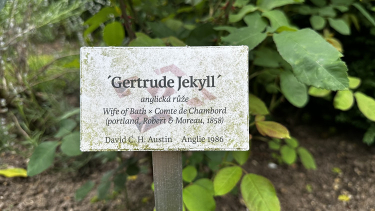 Na zámku v Nebílovech rozkvetly slavné růže