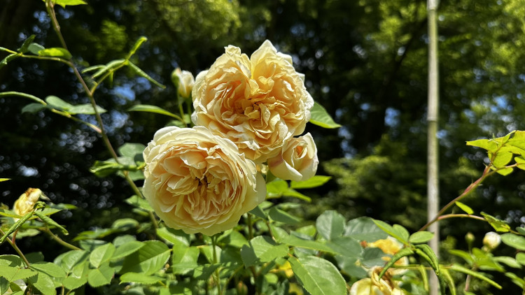 Na zámku v Nebílovech rozkvetly slavné růže