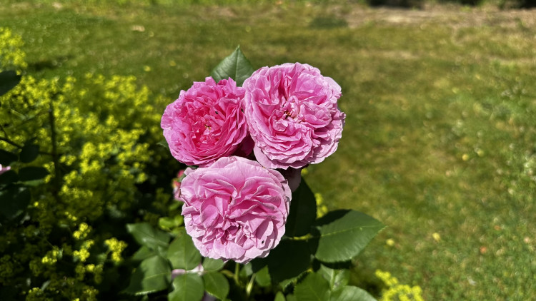 Na zámku v Nebílovech rozkvetly slavné růže