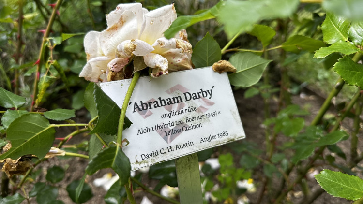 Na zámku v Nebílovech rozkvetly slavné růže