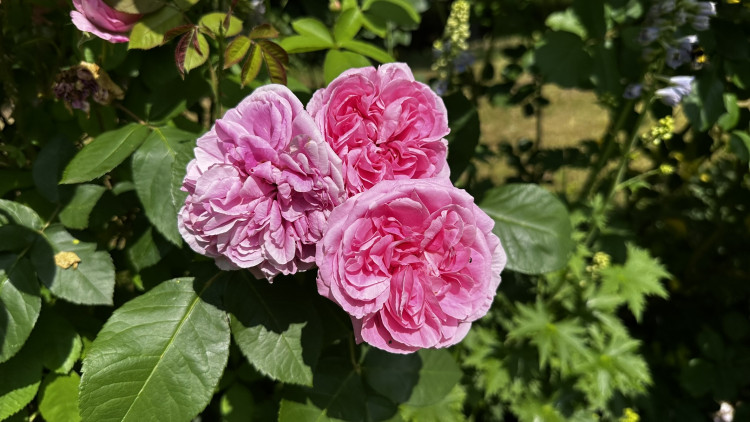Na zámku v Nebílovech rozkvetly slavné růže