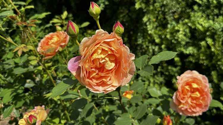 Na zámku v Nebílovech rozkvetly slavné růže