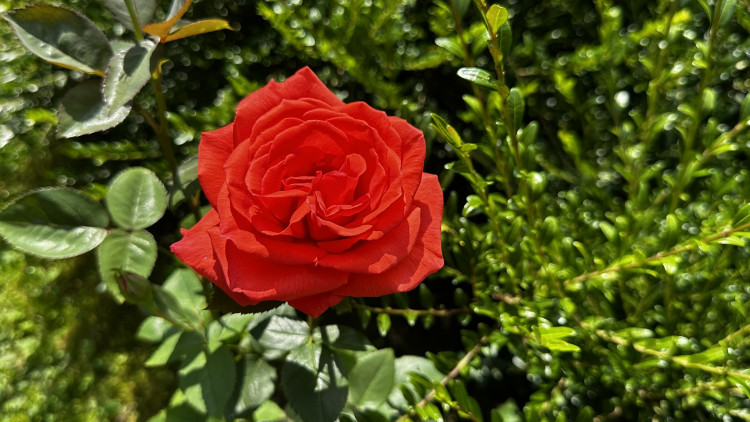 Na zámku v Nebílovech rozkvetly slavné růže