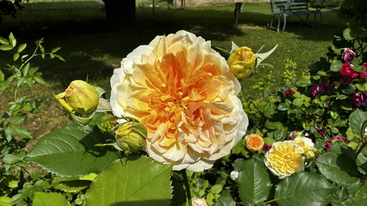 Na zámku v Nebílovech rozkvetly slavné růže