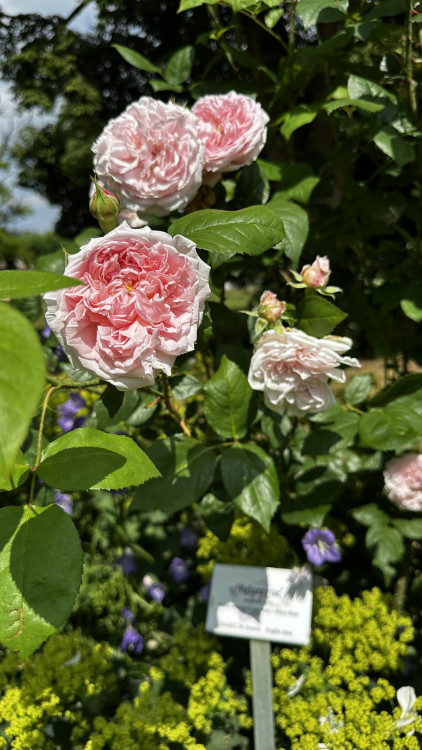 Na zámku v Nebílovech rozkvetly slavné růže