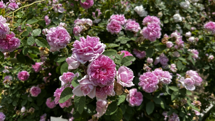 Na zámku v Nebílovech rozkvetly slavné růže
