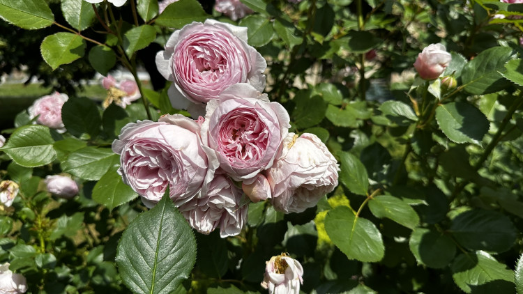 Na zámku v Nebílovech rozkvetly slavné růže