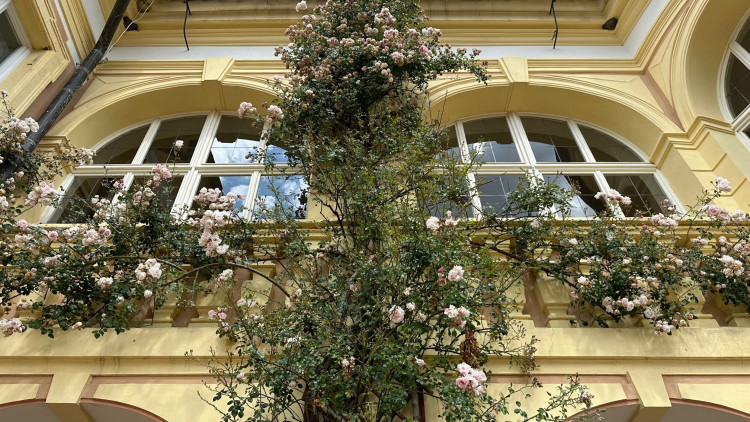 Na zámku v Nebílovech rozkvetly slavné růže