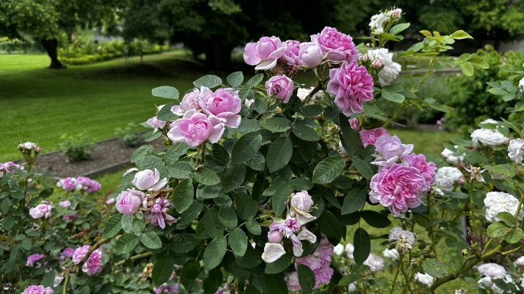 Na zámku v Nebílovech rozkvetly slavné růže