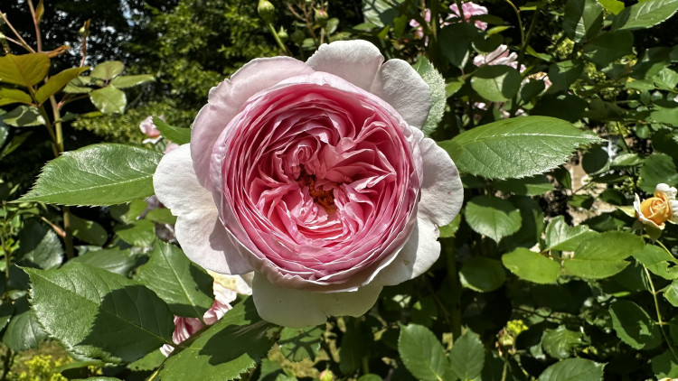 Na zámku v Nebílovech rozkvetly slavné růže