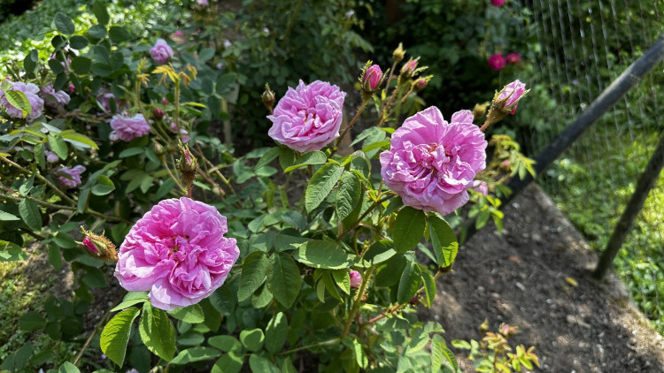 Na zámku v Nebílovech rozkvetly slavné růže