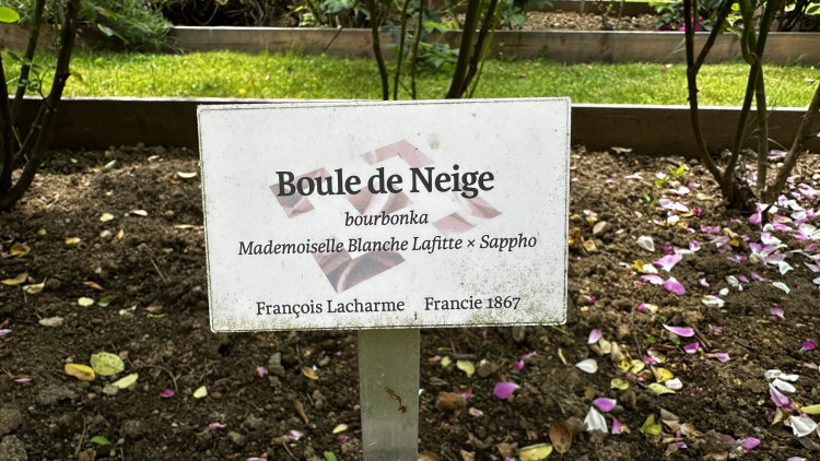 Na zámku v Nebílovech rozkvetly slavné růže