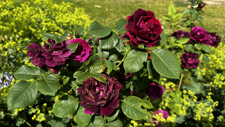 Na zámku v Nebílovech rozkvetly slavné růže