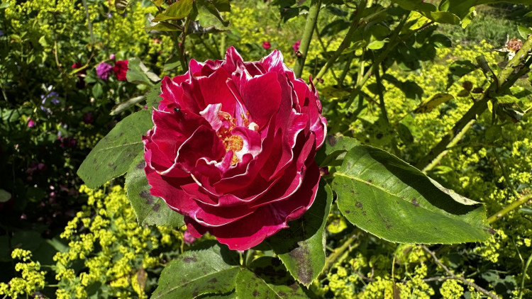 Na zámku v Nebílovech rozkvetly slavné růže