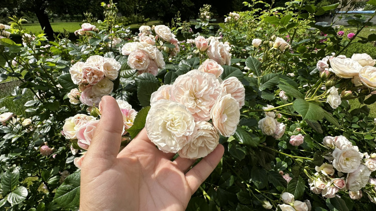 Na zámku v Nebílovech rozkvetly slavné růže