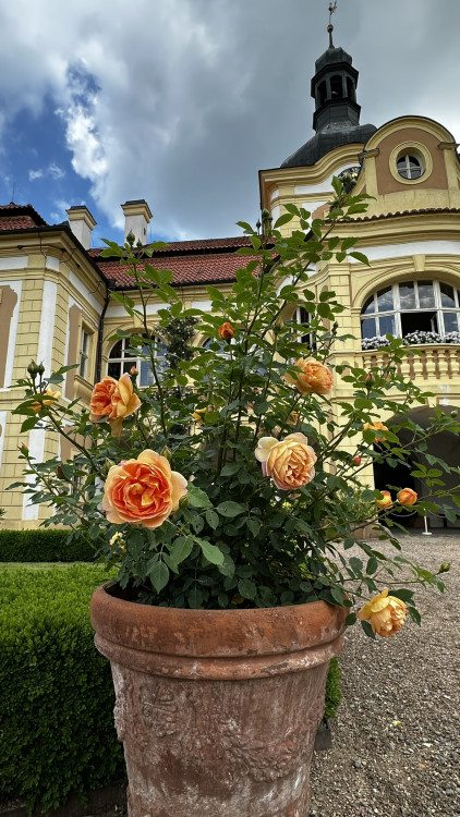 Na zámku v Nebílovech rozkvetly slavné růže