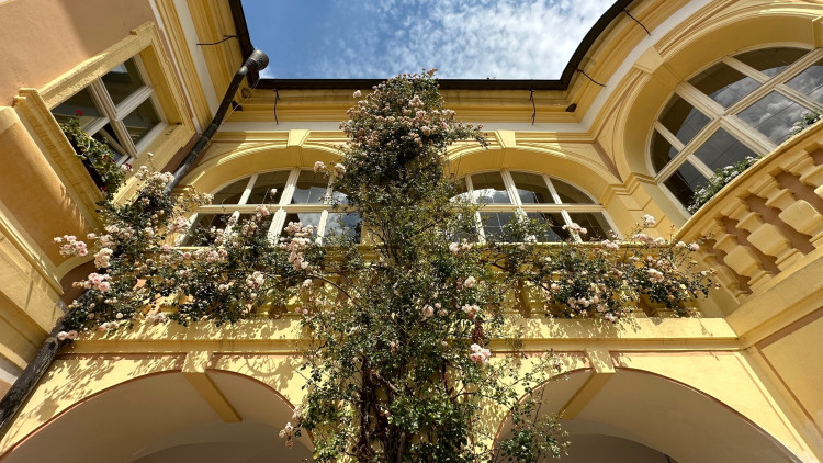 Na zámku v Nebílovech rozkvetly slavné růže