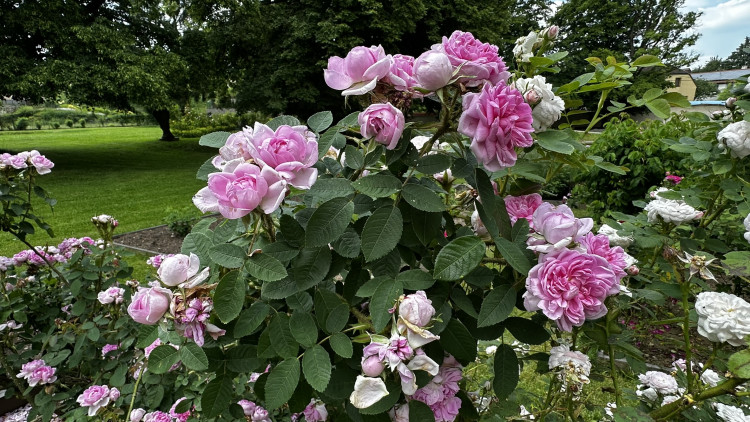 Na zámku v Nebílovech rozkvetly slavné růže