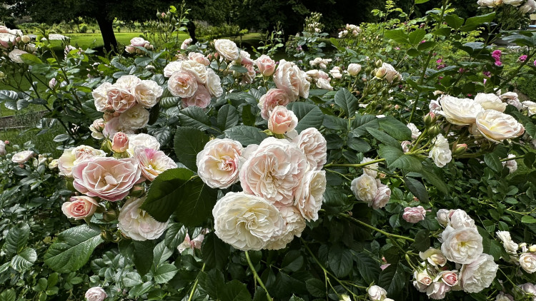 Na zámku v Nebílovech rozkvetly slavné růže