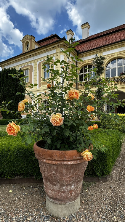 Na zámku v Nebílovech rozkvetly slavné růže
