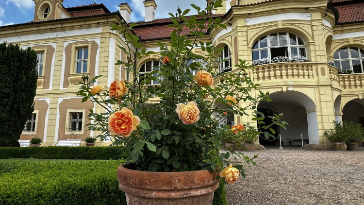 Na zámku v Nebílovech rozkvetly slavné růže