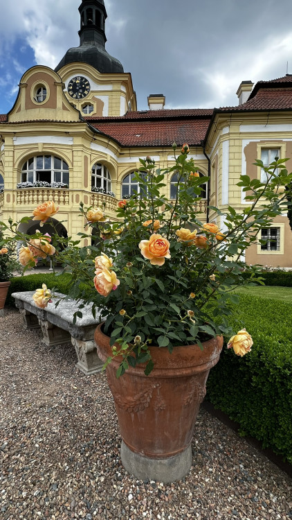 Na zámku v Nebílovech rozkvetly slavné růže