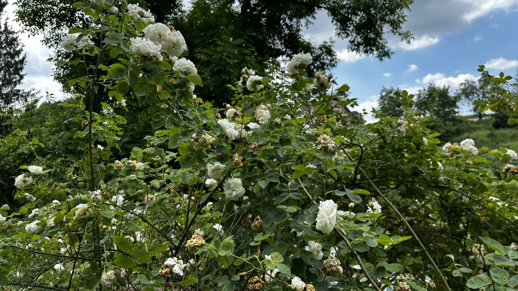 Na zámku v Nebílovech rozkvetly slavné růže