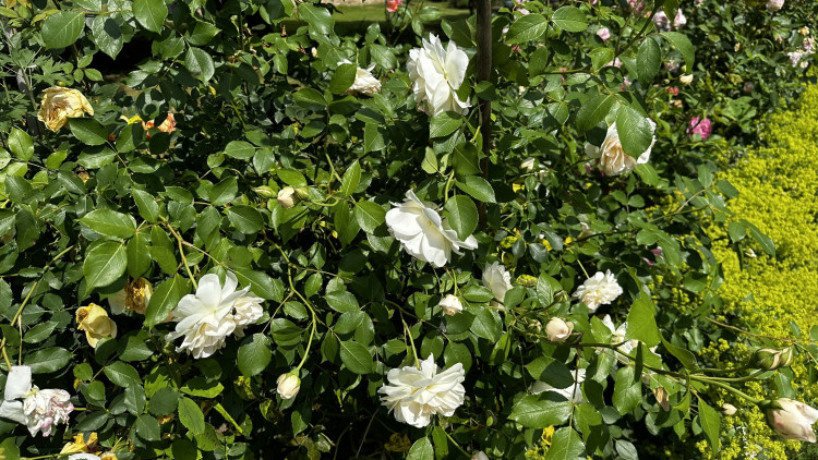 Na zámku v Nebílovech rozkvetly slavné růže