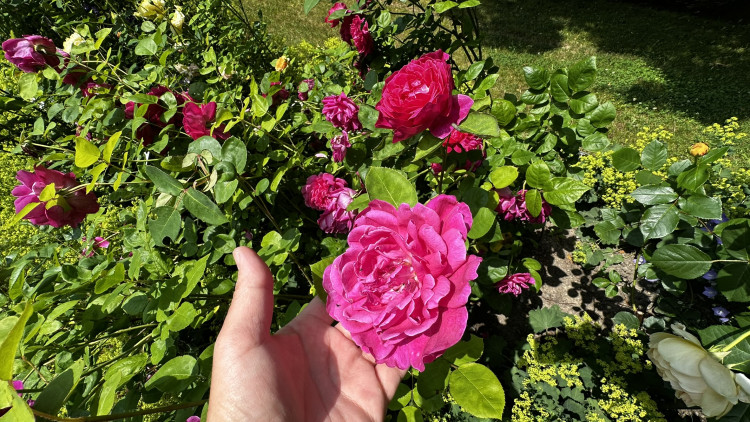 Na zámku v Nebílovech rozkvetly slavné růže