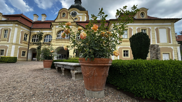 Na zámku v Nebílovech rozkvetly slavné růže