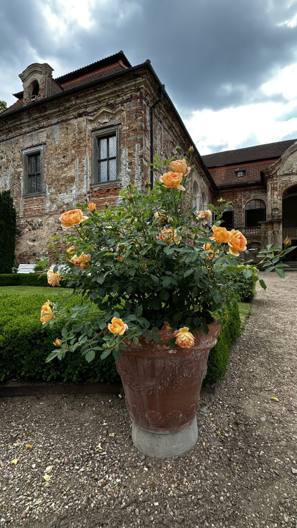 Na zámku v Nebílovech rozkvetly slavné růže
