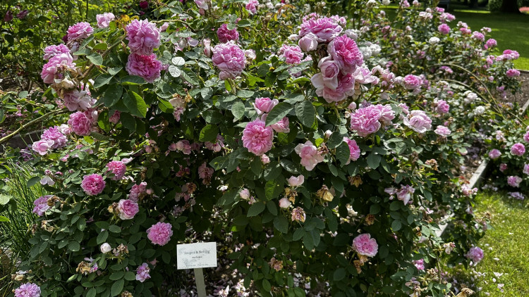 Na zámku v Nebílovech rozkvetly slavné růže