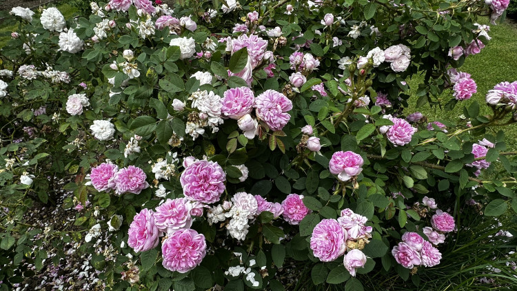 Na zámku v Nebílovech rozkvetly slavné růže