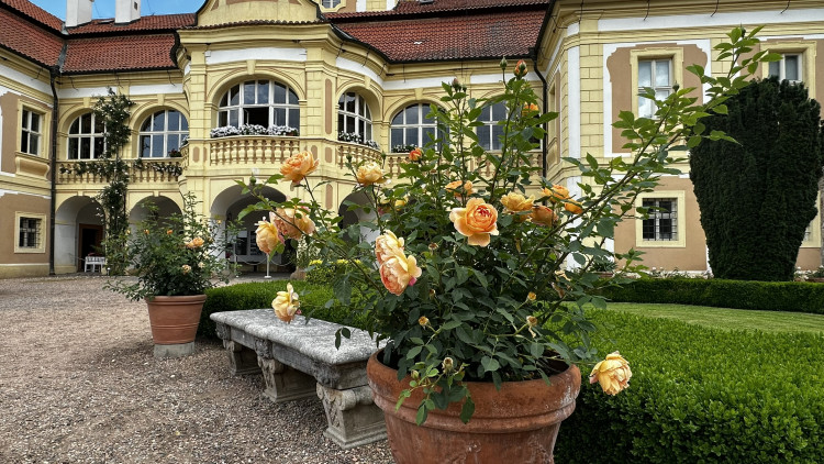 Na zámku v Nebílovech rozkvetly slavné růže