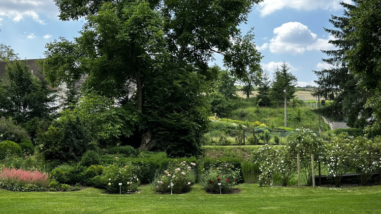 Na zámku v Nebílovech rozkvetly slavné růže
