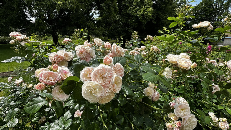 Na zámku v Nebílovech rozkvetly slavné růže