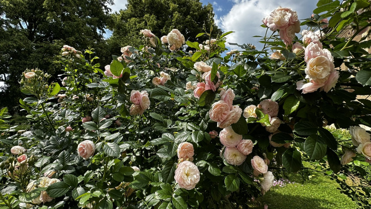 Na zámku v Nebílovech rozkvetly slavné růže