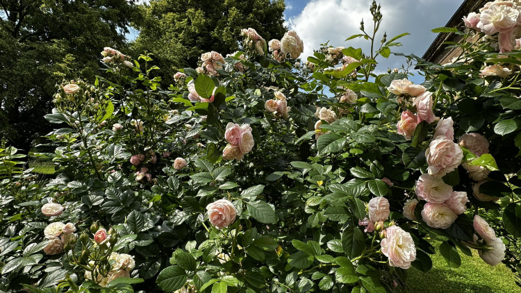 Na zámku v Nebílovech rozkvetly slavné růže