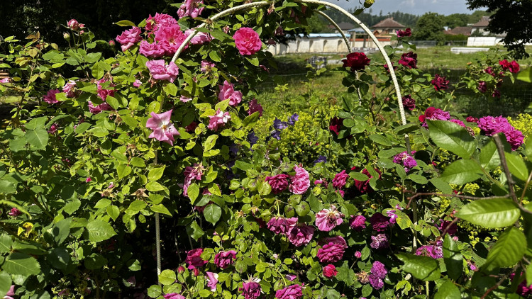 Na zámku v Nebílovech rozkvetly slavné růže