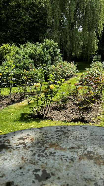 Na zámku v Nebílovech rozkvetly slavné růže