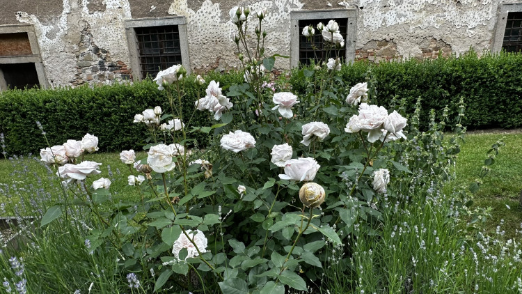 Na zámku v Nebílovech rozkvetly slavné růže