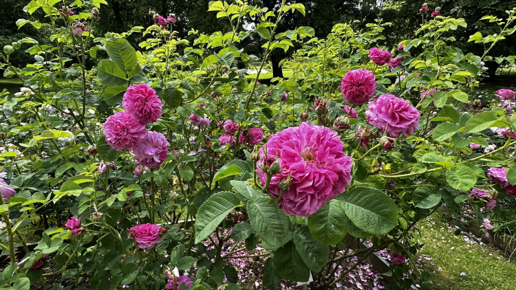 Na zámku v Nebílovech rozkvetly slavné růže