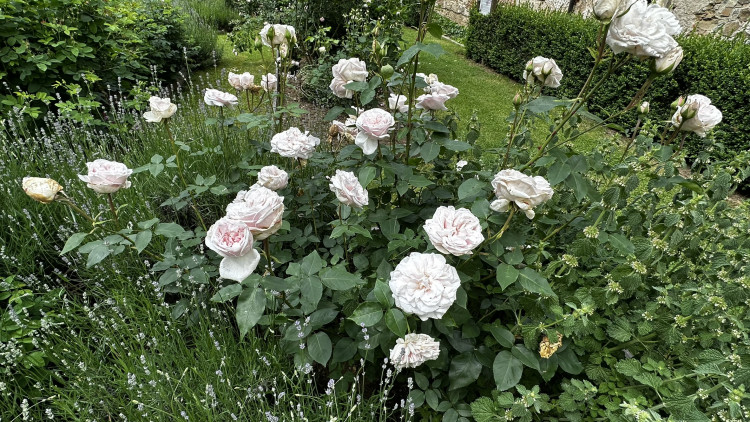 Na zámku v Nebílovech rozkvetly slavné růže