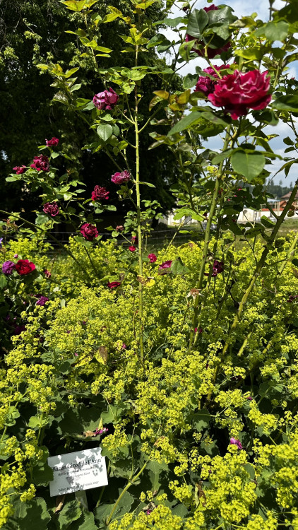 Na zámku v Nebílovech rozkvetly slavné růže