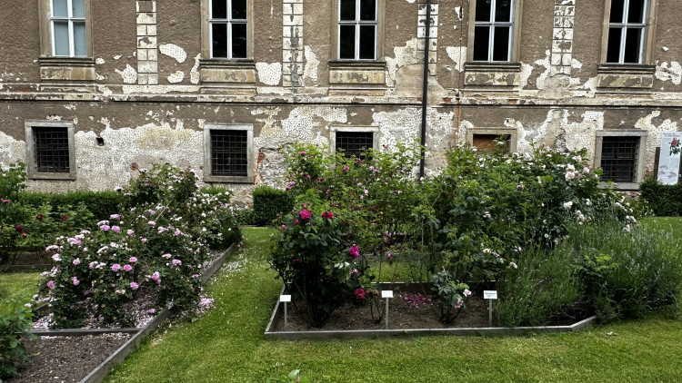 Na zámku v Nebílovech rozkvetly slavné růže