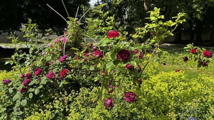 Na zámku v Nebílovech rozkvetly slavné růže