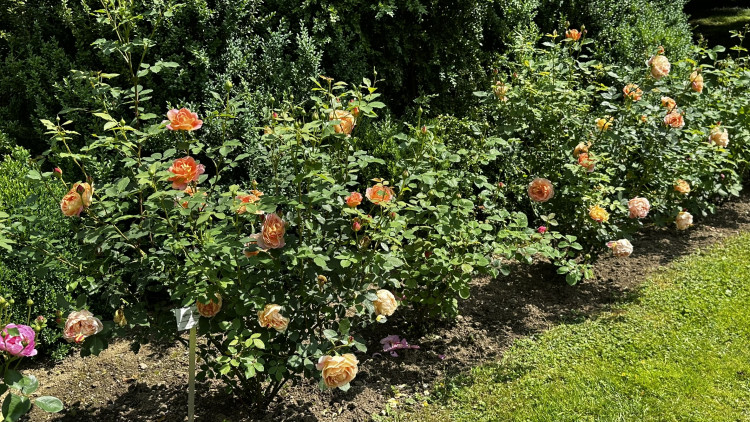 Na zámku v Nebílovech rozkvetly slavné růže