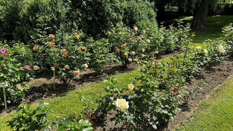 Na zámku v Nebílovech rozkvetly slavné růže