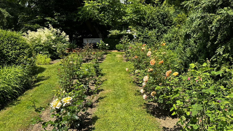 Na zámku v Nebílovech rozkvetly slavné růže